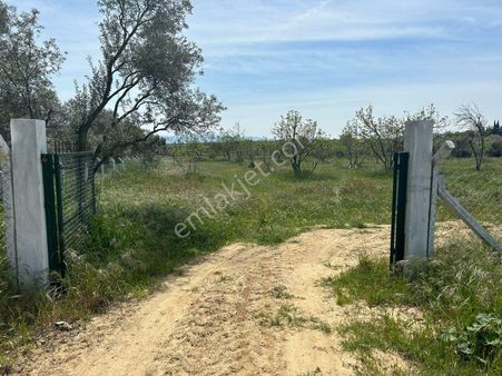 Germencik Hıdırbeyli'de Çok Güzel Konumda Satılık İncir Ve Zeytin Bahçesi