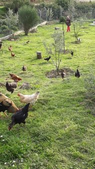 Seferihisar Yeni Orhanlıda 300m2 Projesi Hazır İmarlı Arsa