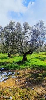 Umurbey De 3032m2 İmara 500m+yol+su+düz+95 Zeytin