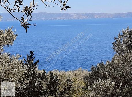 Erdek Karşıyaka Deniz Manzaralı Yatırımlık 7375 M2 Zeytinlik