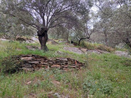 Muğla Milas Şenköy Satılık Zeytinlik 4.770m² Gökhan Alkaya'dan