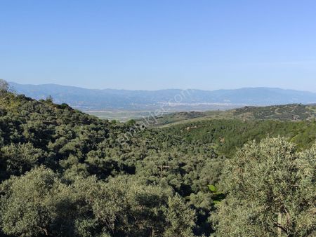 Yenipazar’da Asfalt Kenarı, İç Yolu Olan 30 Dönüm Verimli Zeytinlik! 100 Ton Ürün Potansiyeli