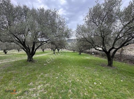 Hamzalısüleymaniye'de Asfalt Kenarı 7831 M2 Satılık Zeytinlik