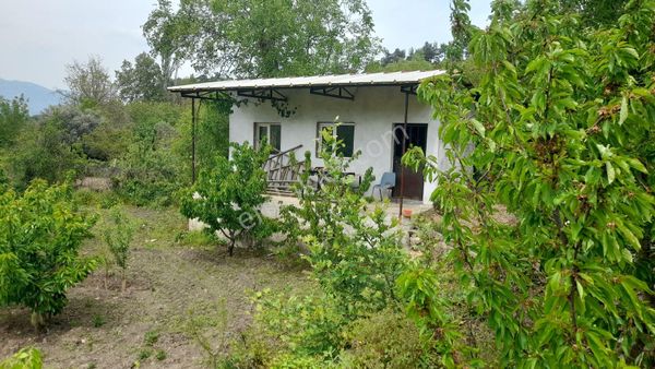 Yol Üzerinde Mükemmel Full Dolu Kiraz Bahçesi