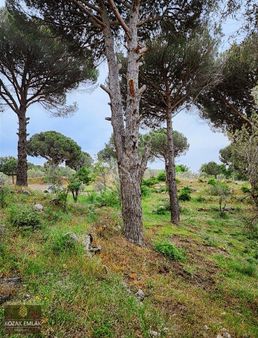 Kozak Emlak Ayvalık Bagyüzü Bağ Bahçe Satılık