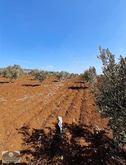 Ncr'den Satılık 3.444 M2 90 Ağaç Yetişkin Gemlik Zeytini