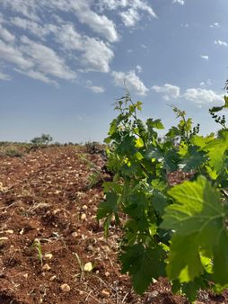 Babil Emlaktan Satlık Oylumda Yol Üzeri Bağ Yeri 5123 Metre