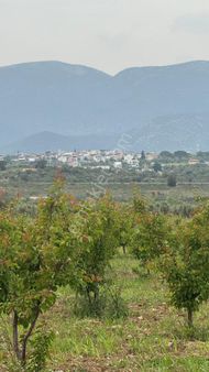 Beyaz Gayrımenkulden Karaoglanlı Mh De 21,600 M2 Kaysı Ve Zeytinlik