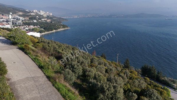 Denizin İçinde Bir Yaşam