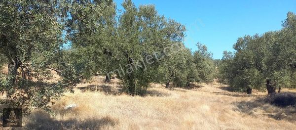 Bergama Sağancıda Kısmen Deniz Manzaralı 600 Ağaclı Zeytinlik