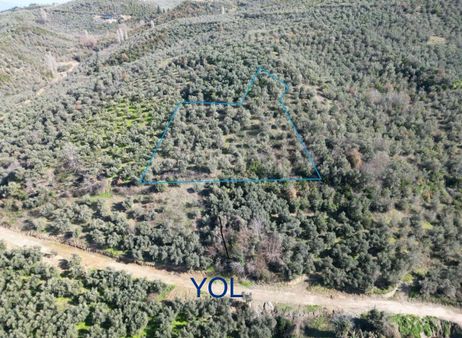 Bursa Mudanya Trilye De Satılık Fırsat Zeytinlik