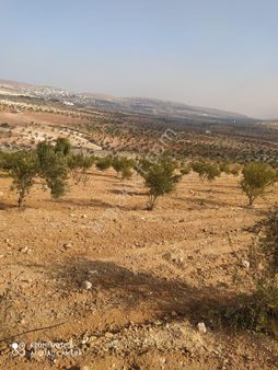 Fatih Emlaktan Günbulur Da Bağevlik Zeytinlik