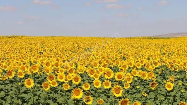 Biga Örtülüce Köyünde Satılık Arazi