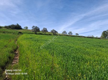 İçerisinde 2.ad. Su Kuyusu Olan 2.345m2 Yolu Olan Tarla