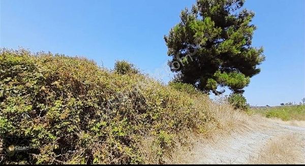 Söke Ağaçlı Köyünde Deniz Manzaralı 25 Dönüm Tarla