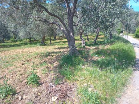 İda Kaan Emlaktan İmara Yakin Zeyti Lik