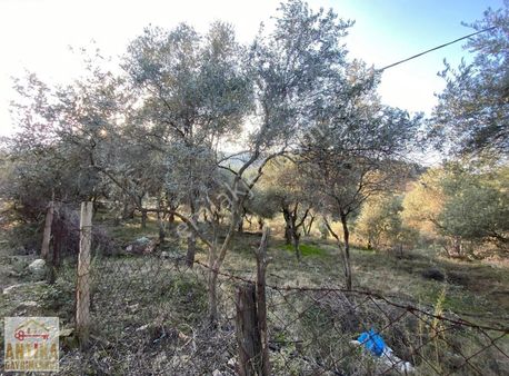 Antika Gayrimenkulden Ovakent Mahallesine Yakn Konumda Zeytinlik