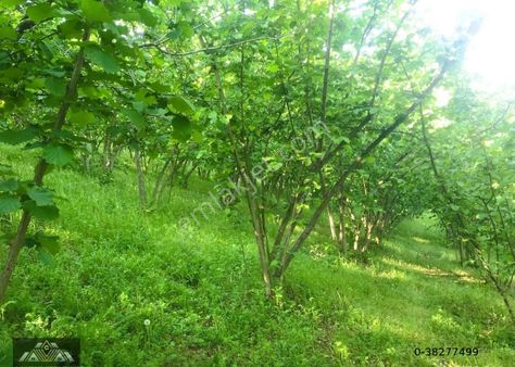 Çilimli De Satılık Düzce Manzaralı Fındıklık