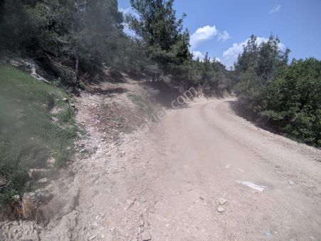 Bergama Yukarı Ilgındere Mahallesinde Satılık Zeytinlik