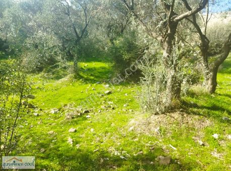 Buca, Kaynaklar, Belenbaşında 7280 M2 Yatırımlık Zeytinli Tarla.