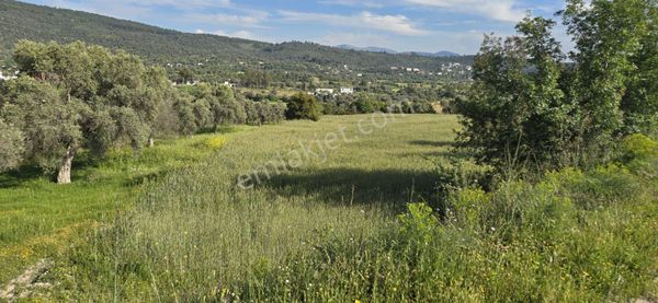 Bodrum Mumcular' Da Satılık 4976 M2 Ana Yola Yakın Müstakil Tapulu Düz Tarla