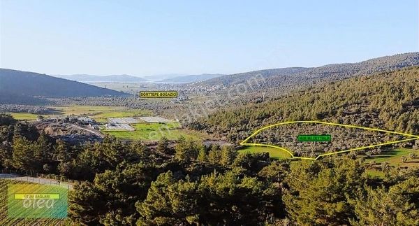 Milas Dörttepe Mahallesinde 5.639 M2 Fırsat Zeytinlik