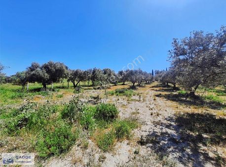 Davutrlar Fullmanzara Ünıversıte Yanı Imara Yakın Tarla 14.200 M