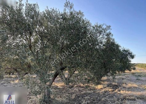 Ahmetli Derici'de Satılık 900m2 Zeytin Bahçesi