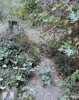 Hacıisalar'da Satılık 3.194m2 Ceviz Bahçesi