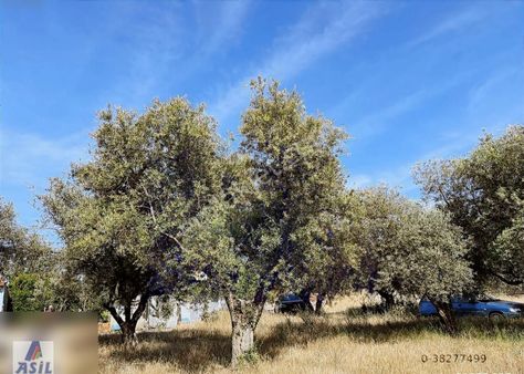 Ahmetli Gökkaya Da Satılık 2.228m2 Bahçe