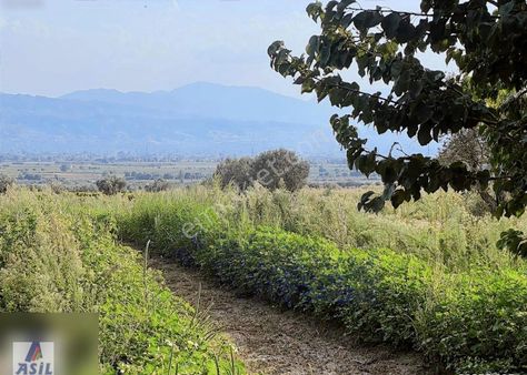 Musulcalı Köyü Turgutlu Da Satılık 6.854m2 Boş Tarla