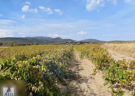 Musulcalı Köyü Turgutlu Da Satılık 13.054m2 Bağ