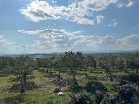 Manisa Akhisar Sarıçalı Mahallesinde Yatırımlık Arsa