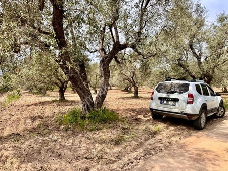 Manisa Kepenekli De 3.000 M2 Zeytinlik , Resmi Yolu Var
