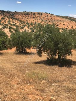 Fatih Emlaktan Battal Mh De Satlık Zeytinlik