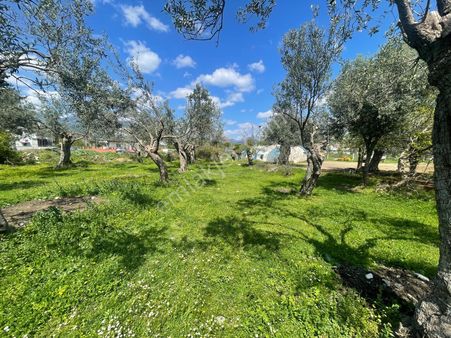 Poyraz Gayrimenkul'den Zeytinli'de Satılık (kat Karşılığı Verilebilir) Villalık Arsa