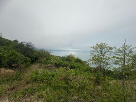 İnanç Emlaktan Keşap Yolağzında 5,5 Dönüm Satılık Fındık Bahçesi