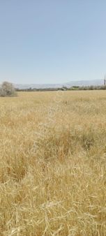 Adana Sarıçam Çınarlıda Satılık Villalık Arsa .