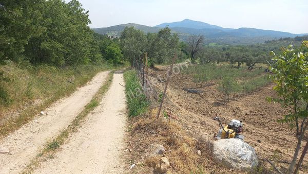 Tavaklı 500m Kadastral Yola Cepheli Deniz Manzaralı Satılık Zeytinlik