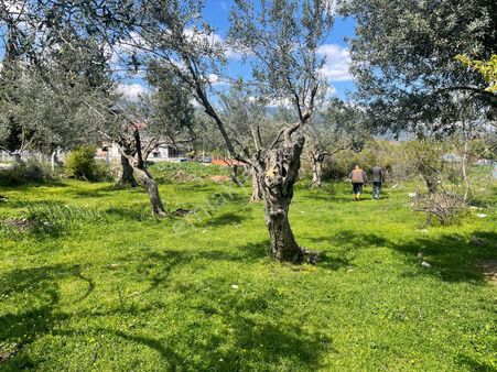 Sabri Pınarbaşı'dan Zeytinli'de Satılık (kat Karşılığıda Verilebilir) Arsa