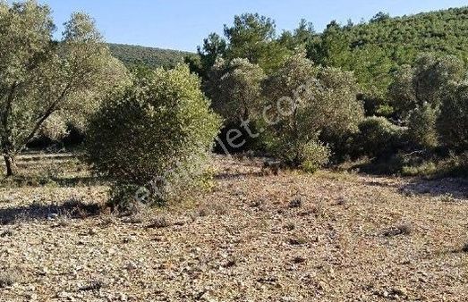 Bursa İznik Göllüce Mhde Göl Manzaralı Satılık Zeytinlik