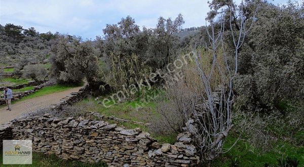 Doğanın Kalbinde Şenköyde Resmi Yollu Efsane Hobi Bahçesi