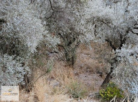 Milas Selimiye Kandakta Efsane Bahçemiz Satışta