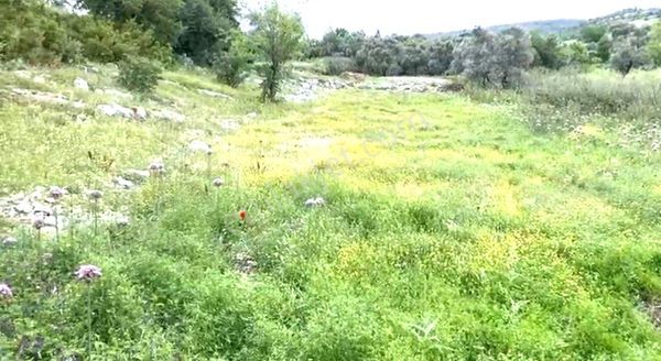 Milas Çamköy Çıkışı Gökbelde Resmi Yollu Çeşme Dibi Tarla