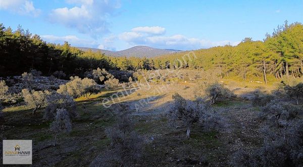 Kalınağılda Çamların Arasında Doğa İle İç İçe Arazimiz Satışta