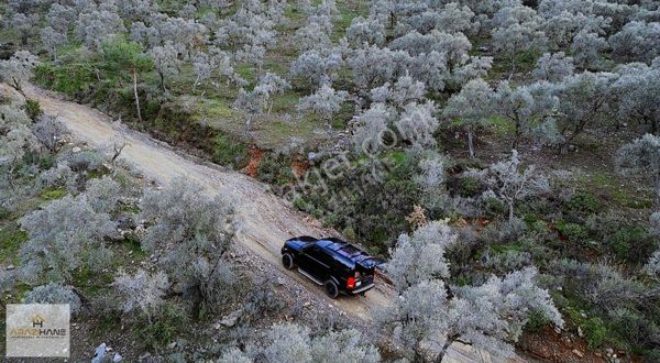 Satılık Kırcağız Sınırı Çamlıyurt Tapusu Resmi Yollu Zeytinlik