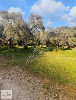 Hacıahmetlerde Doğası İle Eşsiz Bahçe Resmi Yollu