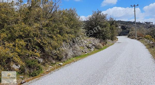 Arazihane Den Çiftlik Köyünde Asfalta Sıfır Zeytinli Tarla