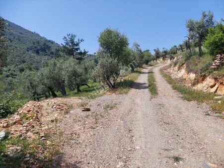 Muğla Milas Çandır Satılık Zeytinlik 14.000m² Gökhan Alkaya'dan