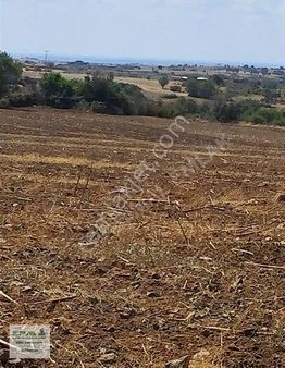 Şimal Emlak'tan Edirne Lalapaşa Büyünlü Köy İçinde Tarla